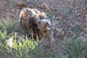 Aggressive Eurasian eagle-owl juvenile (Bubo bubo) in backlight near breeding site in desert area...