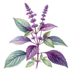 Botanical illustration of purple basil plant with transparent background design element