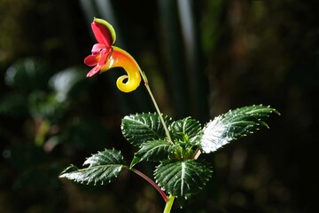 Close up of amazing flower of Impatiens kilimanjari, also known as Kilimanjaro impatiens or...
