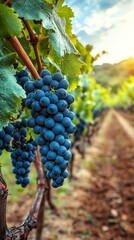 Fototapeta premium Vibrant grapes hang in a vineyard under a setting sun in the picturesque countryside