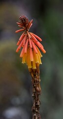 Close up of flowers of Kniphofia (Red Hot Poker also known as torch lily). Met on areas of Mount Kilimanjaro. 