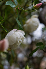 Rose plant flowering in the raining day
