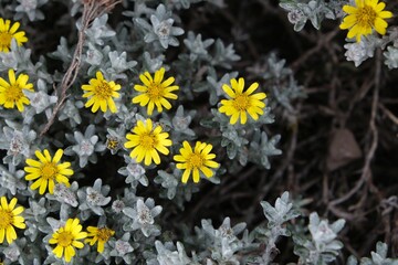 Close up of yellow flowers of Helichrysum kilimanjari (Helichrysum newii), met on Mount of Kilimanjaro