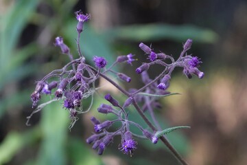 Purple flowers of Senecio cyaneus, met on Mount Kilimanjaro