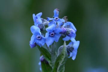 Close up of blue flowers of Cynoglossum amabile, commonly known as Chinese forget me not or hound's tongue, met on Mount Kilimanjaro