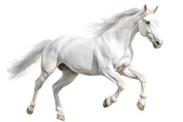 Horse in Full Speed Isolated on White Background Ideal for Action Design and Athletic Marketing