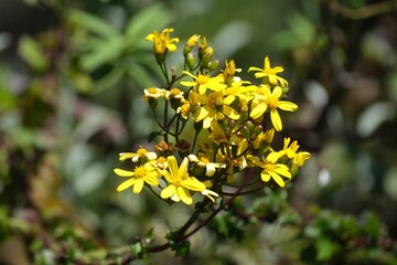Obraz premium Close up of yellow flowers of Senecio, met on Mount of Kilimanjaro