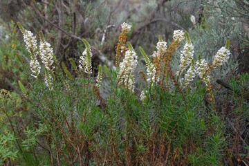 Close up of flowers of Hebenstretia robusta, met on Mount of Kilimanjaro