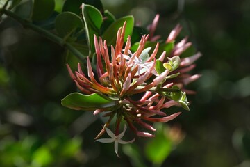 Fototapeta premium Close up of flowers of Carissa bispinosa, also known as Natal plum, met on Mount of Kilimanjaro