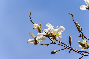 Blooming white magnolia tree in the spring park