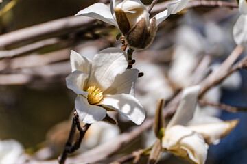 Blooming white magnolia tree in the spring park