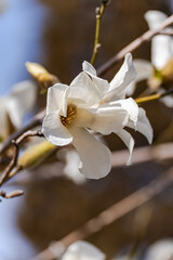 Blooming white magnolia tree in the spring park