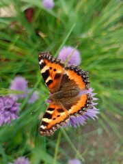 butterfly on flower
