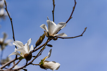 Blooming white magnolia tree in the spring park