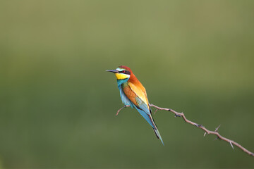 European bee-eater (Merops apiaster) shot close-up sitting on a tree branch against a blurred green background