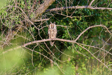 An adult long-eared owl (Asio otus) perched on a curved tree branch in its natural habitat among...