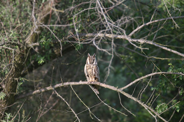 An adult long-eared owl (Asio otus) perched on a curved tree branch in its natural habitat among...