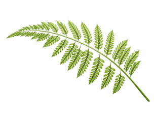 Detailed close-up of a fresh green fern leaf, isolated on transparent