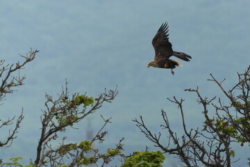 羽ばたくオジロワシ