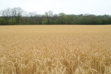 Naklejka premium Golden wheat fields stretch across the landscape under a cloudy sky