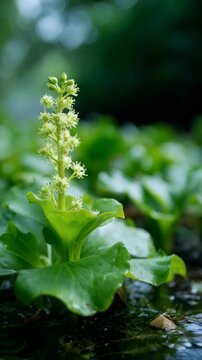 Butterbur plant growing in shallow water, with white flower blooms and large green leaves in an outdoor natural environment