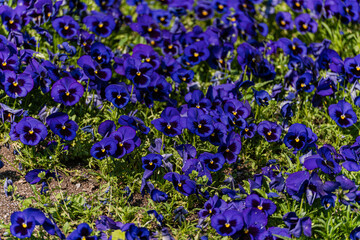 Bright blue viola flowers in the meadow