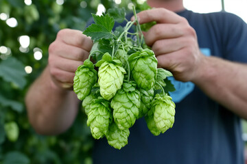 Farmers harvest hops in a vibrant field during autumn