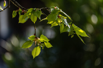New leaves on the tree in early spring