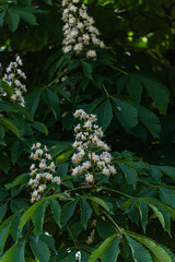 Spring garden with blooming plants