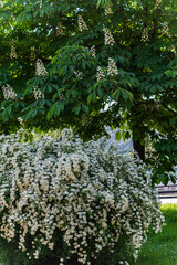 Spring garden with blooming plants