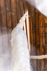 White peacock bird in the park