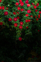 Bright red rose blooming in the park