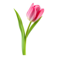 Naklejka premium Pink Tulip on Transparent Background