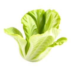 Fototapeta premium Close-up of fresh, green lettuce against a transparent backdrop