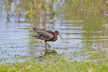Single and group glossy ibis (Plegadis falcinellus) in breeding plumage filmed close-up on the lake shore on green grass