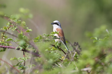 Fototapeta premium An adult male red-backed shrike (Lanius collurio) is photographed close-up sitting on a branch in its natural habitat