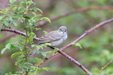 An adult male barred warbler (Curruca nisoria) is photographed close-up in its natural habitat...