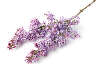 Branch with beautiful lilac flowers isolated on white