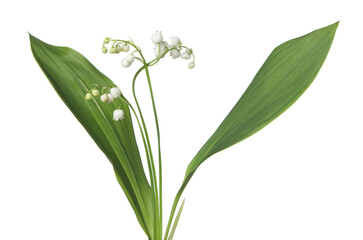 Obraz premium Beautiful fragrant lily-of-the-valley flowers isolated on white