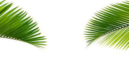 Tropical palm leaf isolated on white background for design element.