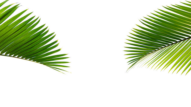 Tropical palm leaf isolated on white background for design element.