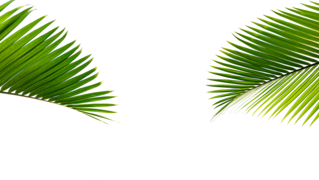 Tropical palm leaf isolated on white background for design element.