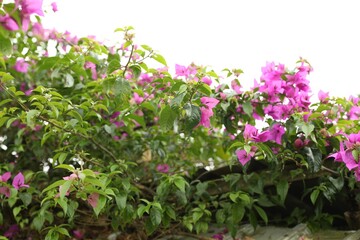 Obraz premium Bougainvillea shrub with beautiful flowers growing outdoors