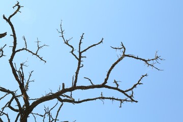 Tree with bare branches under blue sky, low angle view