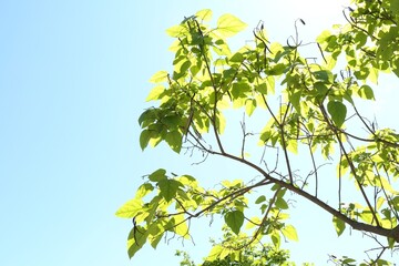 Tree branches with green leaves under blue sky, low angle view