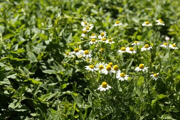 Beautiful chamomile flowers growing outdoors in morning