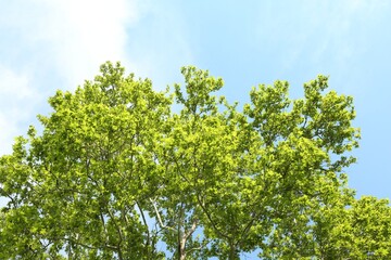 Tree branches with green leaves under blue sky, low angle view
