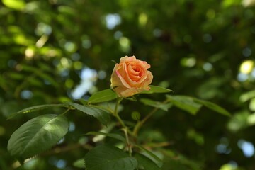 Beautiful pink rose blooming in garden, closeup