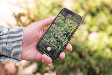 Man using plant recognition application on smartphone outdoors, closeup