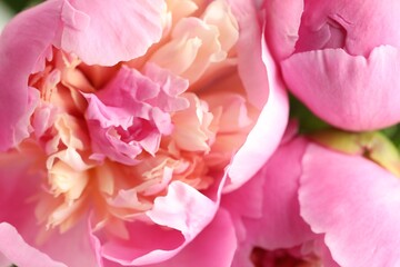 Fototapeta premium Beautiful peony flowers as background, macro view
